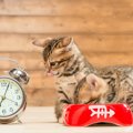 猫の『おやつタイム』はいつがベスト？おやつの選び方や正しい与え方3つ