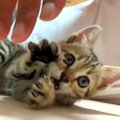 保護子猫と遊んだ結果→夢中で手にじゃれついて…反則級に『尊い光景』が11…