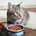 猫の食器洗いに『人間用の洗剤』はNG？清潔に保つ洗い方のポイント５つ