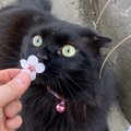 猫に『安心感』を与える飼い主の行動5つ！不安にさせないために注意す…