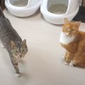 猫ちゃんたちと過ごす朝食前のひととき♡