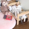 ベッドを見たら、いっしょに眠っていた"2匹の猫"…とんでもなく…
