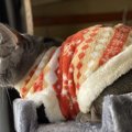 猫には『防寒服』を着せない方が良い？メリットとデメリット