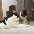 酔っ払いに絡まれちゃった猫親子たち…