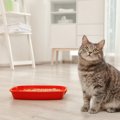 飼い主が頭を抱える『猫トイレ』のトラブル3選！すぐに実践すべき解決方法…