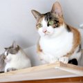 愛猫を喜ばせるための『DIYアイデア』4つ　設置するメリットから安全…