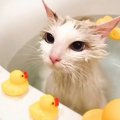飼い主さんと一緒に『バスタイムを楽しむ猫』…まさかの光景が可愛すぎ…