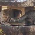 灯籠に登った２匹のネコ→お互いのしっぽが気になって…永遠に見ていた…