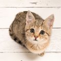 猫は人間にとって『必要不可欠』な存在！？人を幸せにする3つの理由とは