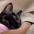 病院から帰宅した猫ちゃんが甘えん坊に？その姿にみんながデレデレ♡