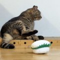 突然流れてきた寿司のおもちゃに猫が…人間みたいな『まさかのリアクシ…