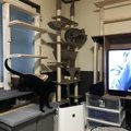 猫の特等席？窓際をDIYしてみた！