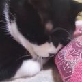座布団にスリスリしていた猫→見られていることに気づいた『次の瞬間』…可…