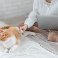 猫が飼い主の『布団を陣取る』理由4選！布団に入るときは要注意！？