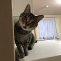 なぜ猫は玄関で飼い主を待つのか？ずっとそこで待ってる可能性は？