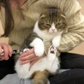 『爪切りは嫌！』落ち込んだり怒ったりしながら頑張る猫ちゃん