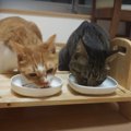 食事時に発動♪猫ちゃんの得意技とは？