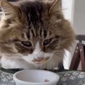 ご飯をもらい『泣いていた野良猫』を保護した結果…１ヶ月後の姿に涙が…