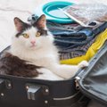 『愛猫を連れて旅行』はOK？行く前に考えるべき5つの注意点　無理をし…