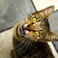 猫があなたに『一生懸命話しかけているとき』に訴えたい5つのこと　鳴き止…