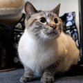 カッパ姿の飼い主さんに警戒モードの猫ちゃん！