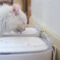 猫が『脱水症状』を起こしたら…4つの対処法　日頃から取り入れられる…