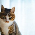 必見！猫ちゃんに好かれるためには？５つの方法で仲良くなろう