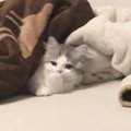 『ソファでくつろぐ子猫』を見ていると…飼い主悶絶の『あまりにも愛ら…