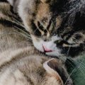 ネコが『背後から襲われた瞬間』を撮影した結果…思わず笑ってしまう光景に…