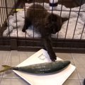 保護5日目の子猫、釣りたての魚を必死に食べる姿が"尊い"と…