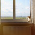猫の『エンジェルタイム』を知っていますか？愛猫が最期にくれる“贈り…