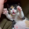 保護子猫が姉と2週間ぶりに再会した結果…まさかの『大興奮』する姿が…