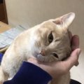 パパさんのてのひらに頭を預けきっている猫ちゃんが最高に可愛い！