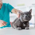 猫の命に関わる『膵炎』ってどんな病気？気付きにくい初期症状から治療法…