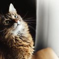 猫が『ときめいている』時にする仕草・行動5つ