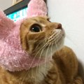 子猫を１匹保護したつもりが…突然６匹に増えた？【保護猫エピソード】