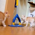 保護された子ネコたち→全力で遊んでいると思ったら、次の瞬間…尊すぎ…