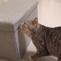 収納ケースに入りたい！試行錯誤する猫ちゃんが可愛い