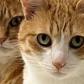 もう５月、ホットカーペットの電源を切っておいたら猫が…圧が凄すぎる&quo…