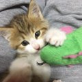 道で動けなかった子猫との幸せな暮らし