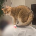 飼い主さんが『筋トレ』をし始めたら、猫が……あまりにも『ネコハラ』な光…