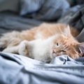 猫がケガや体調不良を『隠している』ときのサイン5つ　見逃せない仕草や見…
