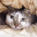 『1年ぶりのコタツ登場』で猫が…テンション爆上がりの様子が可愛すぎ…