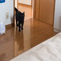 熱を出して寝込んでいたら…寝室にやって来た猫がとった『まさかの行動』が…