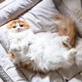 『ポジティブな猫』に見られる特徴4選　メンタル強めのネアカ猫はここが違…