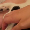 『足元でくつろぐ猫』を撫でようと手を伸ばしたら…次の瞬間→『予想外すぎ…