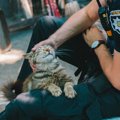 市民の安全を守るのは「猫警察官」ニャン！　米国各地で活躍中の猫ちゃん…
