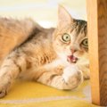 猫が本気で『やめてほしい』と感じているサイン7つ　無視すると信頼を失っ…