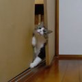 怪力猫ちゃんを止めることは誰にも出来ない…