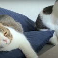 ２度寝はさせない？飼い主さんのベッドを占領する猫さんたち！